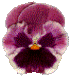 floweron.gif (7236 bytes)