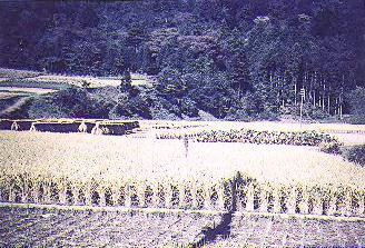 berry33.jpg (30907 bytes)